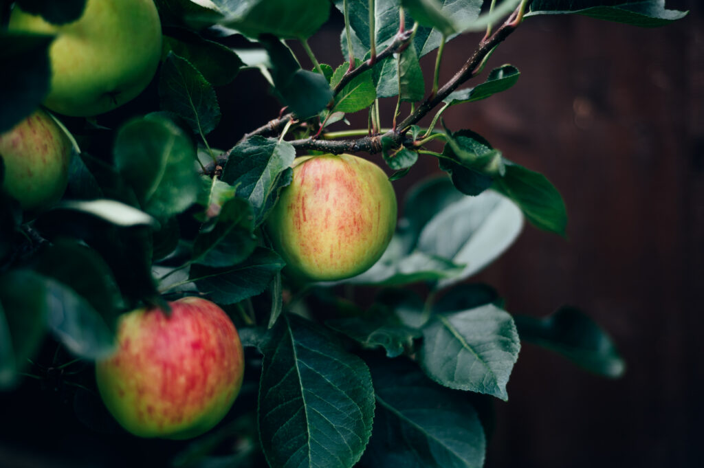 Apple Tree