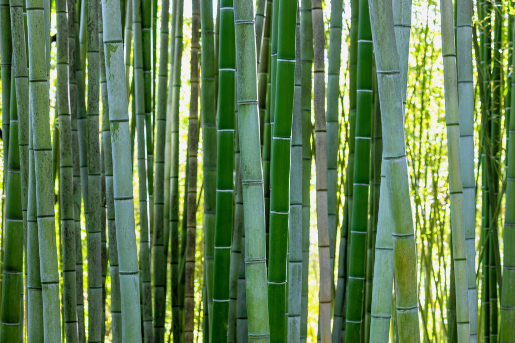 Bamboo trees for modern gardens