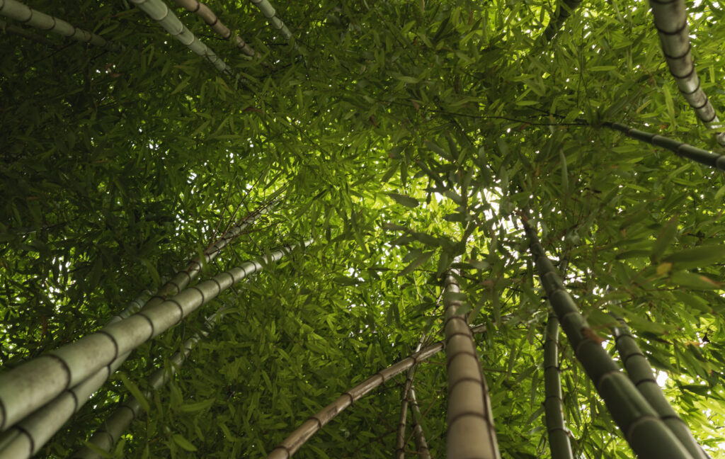 Zen Bamboo Grove