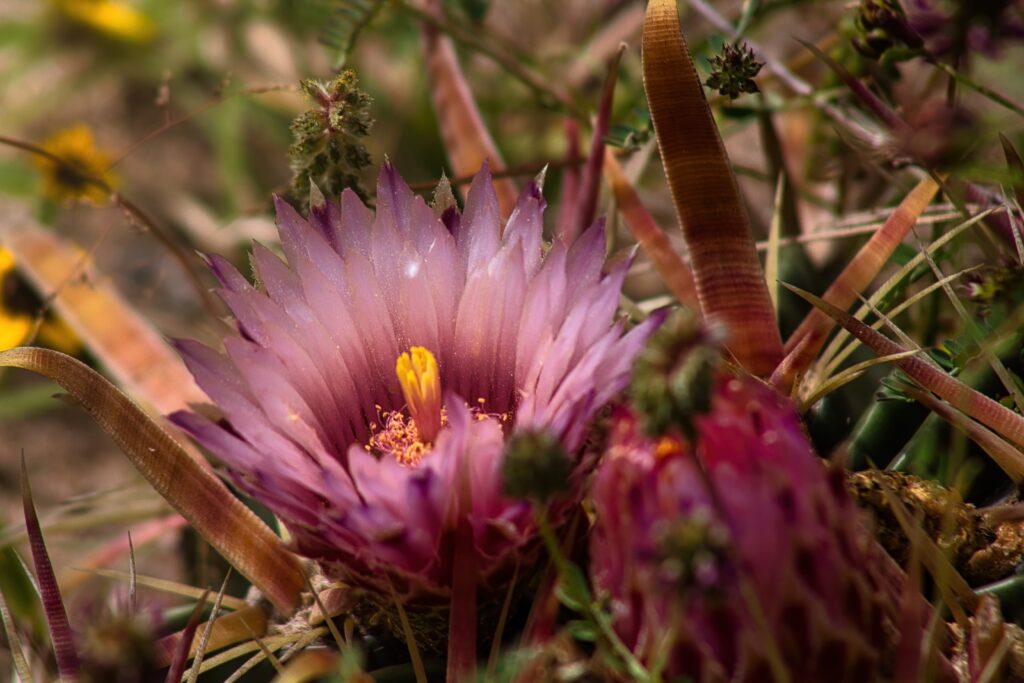 Dessert Bloom plant